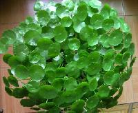 蘭州金錢草提取物 源自西北的天然香料瑰寶